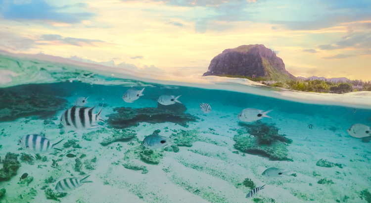 Mauritius unter und über Wasser Fische Foto iStock Fedev Photo